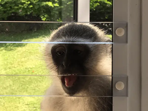 Clear-Burglar-Bar-Monkey-Barrier
