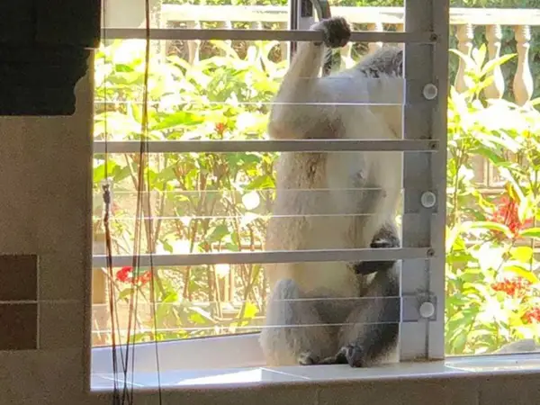 Sheerguard-Primate-Monkey-Barrier