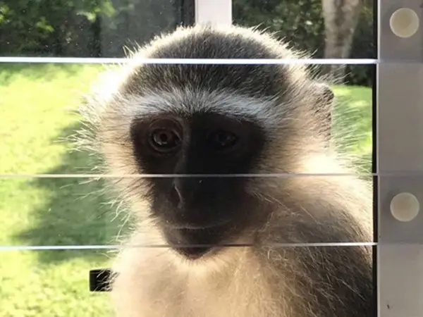 SheerGuard Primate Barrier