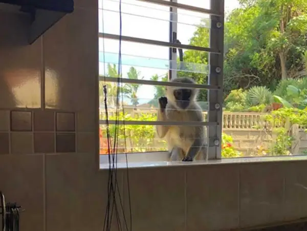 SheerGuard Primate Barrier