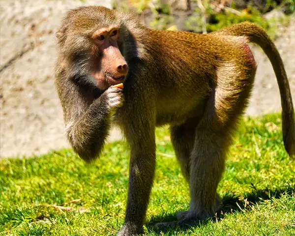 SheerGuard’s Aesthetically Pleasing Security Barrier Solutions Baboon trouble in the Overberg