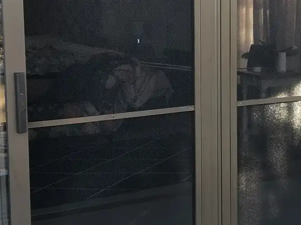 MeshGuard Windows & Gates