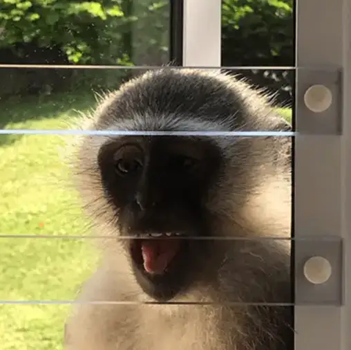 primate barrier
