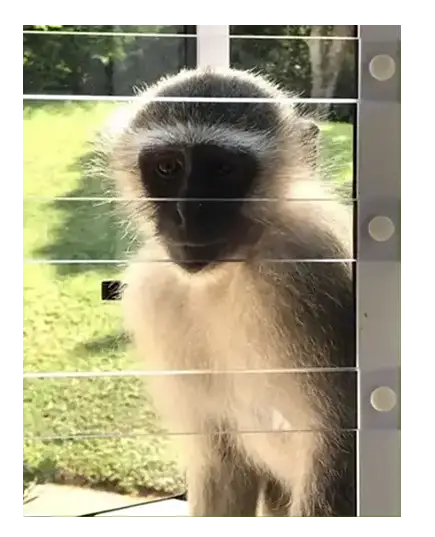 primate barriers